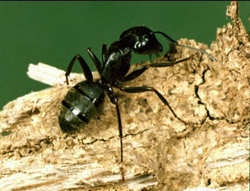 carpenter ant control