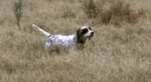 upland bird hunting