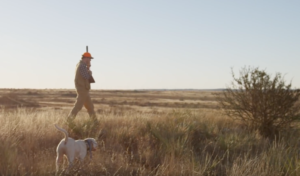 texas quail hunting